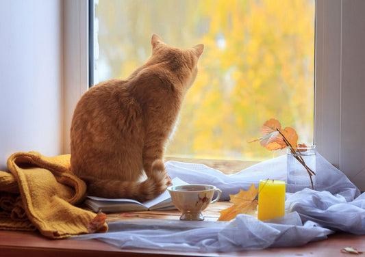O seu gato gosta de passear sozinho? Talvez seja altura de pensar duas vezes.