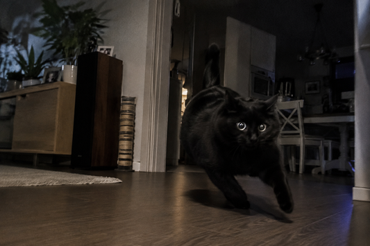 Porque é que o gato começa de repente a correr pela casa durante a noite?