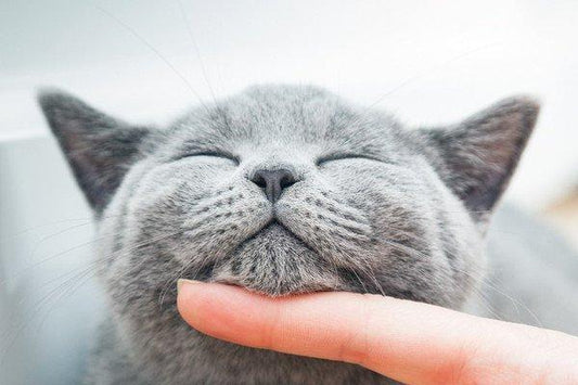 A Lealdade e a Independência dos Gatos: mitos, verdades e curiosidades fascinantes sobre os nossos amigos felinos
