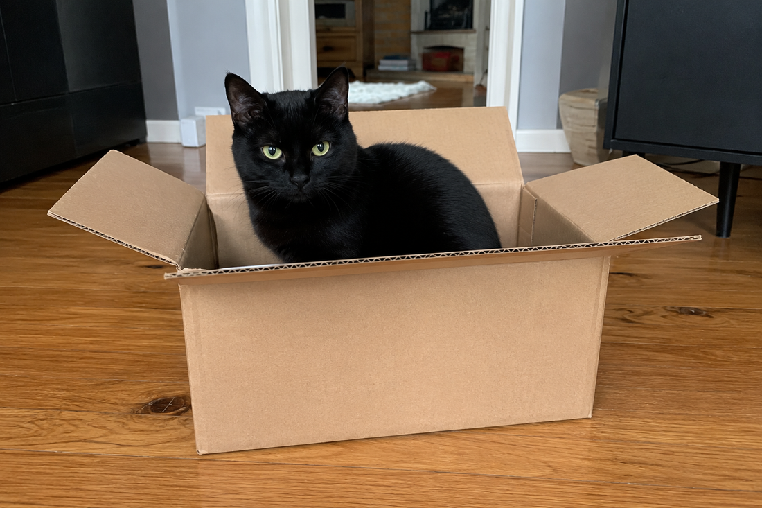 Porque é que os gatos adoram caixas?