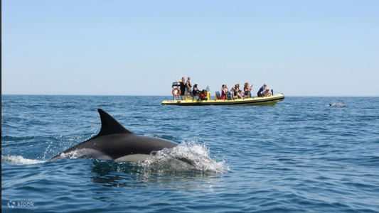 Benagil Cave and dolphin watching boat tour in Albufeira