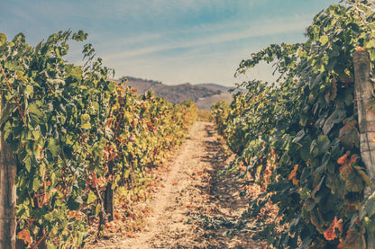 Douro Valley Wine Tour with Lunch Tastings & River Cruise